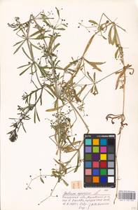 Подмаренник цепкий L., Восточная Европа, Центральный район (E4) (Россия)