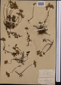 Очиток гибридный (L.) 't Hart, Средняя Азия и Казахстан, Муюнкумы, Прибалхашье и Бетпак-Дала (M9) (Казахстан)