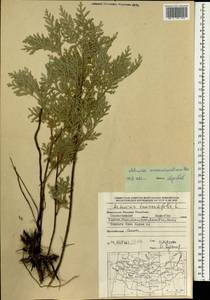 Artemisia gmelinii var. messerschmidiana (Besser) Poljakov, Монголия (MONG) (Монголия)