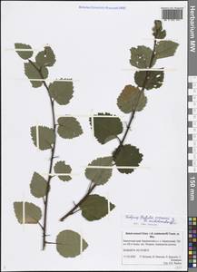 Betula ermanii × middendorffii, Сибирь, Чукотка и Камчатка (S7) (Россия)