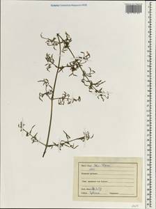 Dicliptera paniculata (Forssk.) I.Darbysh., Зарубежная Азия (ASIA) (Индия)