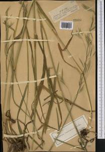 Bromus ramosus Huds., Средняя Азия и Казахстан, Джунгарский Алатау и Тарбагатай (M5) (Казахстан)