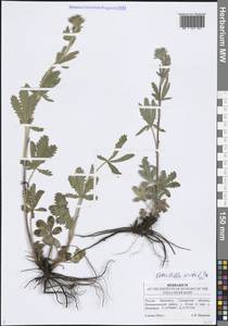 Лапчатка прямая L., Восточная Европа, Средневолжский район (E8) (Россия)