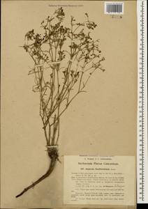Cynanchica graveolens (M.Bieb. ex Schult. & Schult.f.) P.Caputo & Del Guacchio, Кавказ, Дагестан (K2) (Россия)
