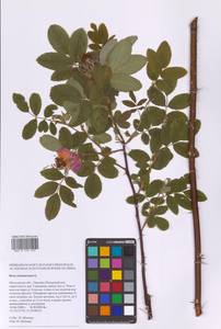 Шиповник майский Herrm., Восточная Европа, Московская область и Москва (E4a) (Россия)