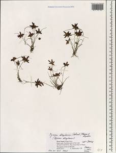 Pycreus diaphanus (Schrad. ex Roem. & Schult.) S.S.Hooper & T.Koyama, Зарубежная Азия (ASIA) (Непал)