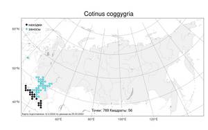 Cotinus coggygria, Скумпия кожевенная Scop., Атлас флоры России (FLORUS) (Россия)