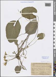Болотоцветник щитковый (S. G. Gmel.) Kuntze, Сибирь, Дальний Восток (S6) (Россия)