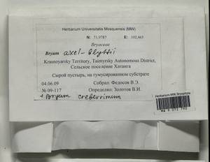 Ptychostomum axel-blyttii (H. Philib.) J.R. Spence, Гербарий мохообразных, Мхи - Красноярский край, Тыва и Хакасия (B17) (Россия)