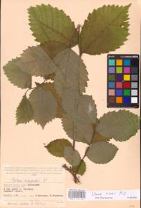 Вяз малый Mill., Восточная Европа, Западный район (E3) (Россия)