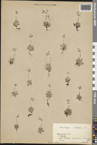 Micranthes stellaris subsp. stellaris, Восточная Европа, Северный район (E1) (Россия)