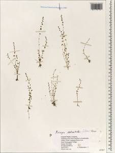 Koenigia delicatula (Meisn.) Hara, Зарубежная Азия (ASIA) (Непал)