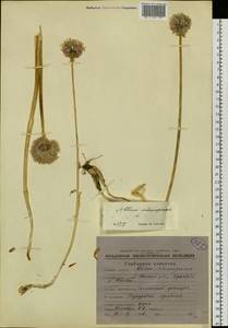 Лук скорода, Шнитт-лук L., Сибирь, Чукотка и Камчатка (S7) (Россия)