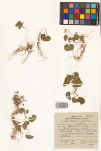 Фиалка толстая (Makino) Makino, Сибирь, Дальний Восток (S6) (Россия)