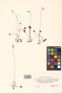 Росянка круглолистная L., Восточная Европа, Средневолжский район (E8) (Россия)