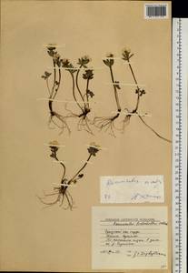 Лютик снеговой L., Сибирь, Чукотка и Камчатка (S7) (Россия)