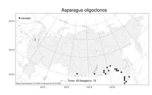 Asparagus oligoclonos, Спаржа маловетвистая  Maxim., Атлас флоры России (FLORUS) (Россия)