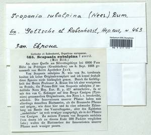 Scapania subalpina (Nees ex Lindenb.) Dumort., Гербарий мохообразных, Мхи - Западная Европа (BEu) (Швейцария)