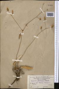 Cousinia antonowii C. Winkl., Средняя Азия и Казахстан, Копетдаг, Бадхыз, Малый и Большой Балхан (M1) (Туркмения)