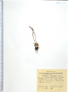 Вудсия головатая, Вудсия гладковатая R.Br., Сибирь, Дальний Восток (S6) (Россия)