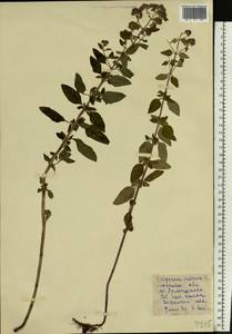 Душица обыкновенная L., Восточная Европа, Московская область и Москва (E4a) (Россия)