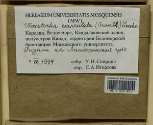 Sarmentypnum exannulatum (Schimp.) Hedenäs, Гербарий мохообразных, Мхи - Карелия, Ленинградская и Мурманская области (B4) (Россия)