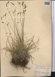 Carex haematostoma Nees, Средняя Азия и Казахстан, Памир и Памиро-Алай (M2) (Киргизия)