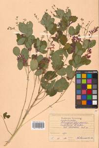 Леспедеца двуцветная Turcz., Сибирь, Дальний Восток (S6) (Россия)