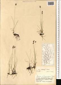 Juncus persicus subsp. libanoticus (Thiébaut) Novikov & Snogerup, Монголия (MONG) (Монголия)