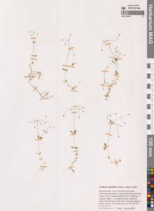 Звездчатка зонтичная Bunge, Сибирь, Чукотка и Камчатка (S7) (Россия)