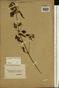 Пикульник обыкновенный L., Восточная Европа, Центральный лесостепной район (E6) (Россия)