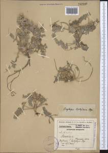 Oxytropis leptophysa Bunge, Средняя Азия и Казахстан, Памир и Памиро-Алай (M2) (Узбекистан)