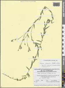 Лен жилковатый Waldst. & Kit., Кавказ, Ставропольский край, Карачаево-Черкесия, Кабардино-Балкария (K1b) (Россия)