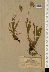 Ломелозия кавказская (M. Bieb.) Greuter & Burdet, Кавказ, Армения (K5) (Армения)