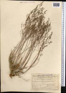 Полынь туранская (Krasch.) Poljak., Средняя Азия и Казахстан, Муюнкумы, Прибалхашье и Бетпак-Дала (M9) (Казахстан)