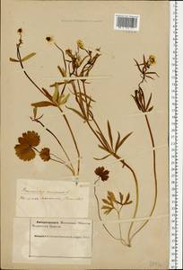 Лютик золотистый L., Восточная Европа, Северный район (E1) (Россия)