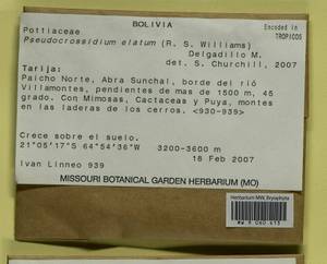 Gertrudiella elata (R.S. Williams) J.A. Jiménez & M.J. Cano, Гербарий мохообразных, Мхи - Америка (BAm) (Боливия)