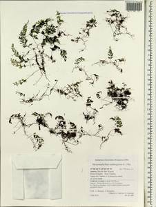 Hymenophyllum capense Schrad., Африка (AFR) (Португалия)