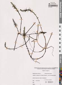 Хвостник обыкновенный, Водяная сосенка L., Сибирь, Чукотка и Камчатка (S7) (Россия)