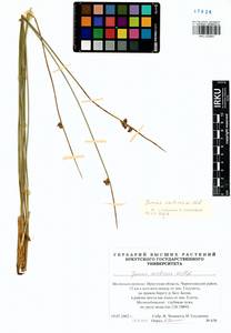 Ситник арктический Willd., Сибирь, Прибайкалье и Забайкалье (S4) (Россия)
