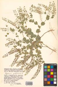Клоповник пронзеннолистный L., Восточная Европа, Нижневолжский район (E9) (Россия)