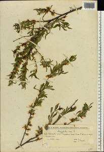 Миндаль низкий Batsch, Восточная Европа, Нижневолжский район (E9) (Россия)