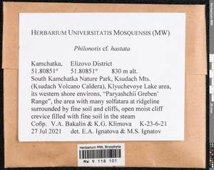 Philonotis hastata (Duby) Wijk & Margad., Гербарий мохообразных, Мхи - Чукотка и Камчатка (B21) (Россия)