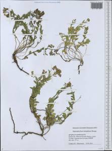 Haplophyllum versicolor subsp. versicolor, Средняя Азия и Казахстан, Прикаспийский Устюрт и Северное Приаралье (M8) (Казахстан)