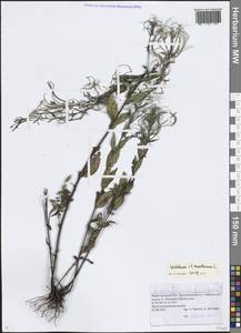 Кипрей горный L., Восточная Европа, Волжско-Камский район (E7) (Россия)