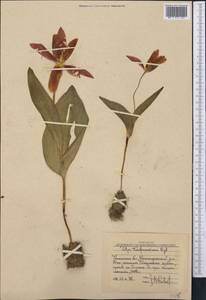 Тюльпан Грейга Regel, Средняя Азия и Казахстан, Западный Тянь-Шань и Каратау (M3) (Узбекистан)