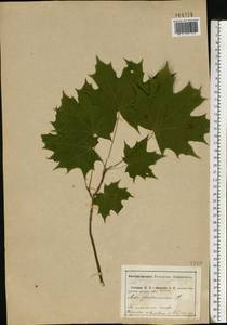 Клен платановидный, Клен остролистный L., Восточная Европа, Центральный район (E4) (Россия)
