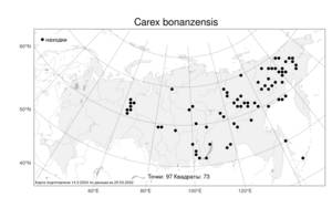 Carex bonanzensis, Осока бонанцинская Britton, Атлас флоры России (FLORUS) (Россия)
