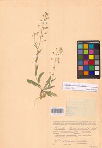 Пастушья сумка восточная Klokov, Восточная Европа, Нижневолжский район (E9) (Россия)