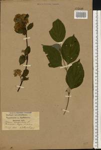 Cornus sanguinea subsp. sanguinea, Восточная Европа, Западный район (E3) (Россия)
